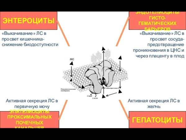 ЭНТЕРОЦИТЫ ЭПИТЕЛИОЦИТЫ ПРОКСИМАЛЬНЫХ ПОЧЕЧНЫХ КАНАЛЬЦЕВ ГЕПАТОЦИТЫ ЭНДОТЕЛИОЦИТЫ ГИСТО-ГЕМАТИЧЕСКИХ БАРЬЕРОВ «Выкачивание» ЛС в