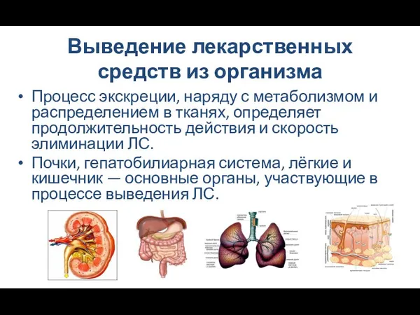 Выведение лекарственных средств из организма Процесс экскреции, наряду с метаболизмом и распределением