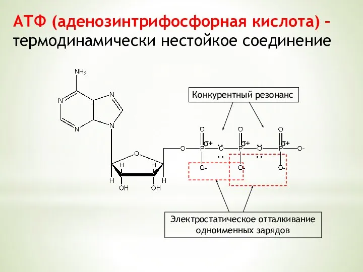 АТФ (аденозинтрифосфорная кислота) – термодинамически нестойкое соединение σ+ σ+ σ+ .. .. .. .. Конкурентный резонанс