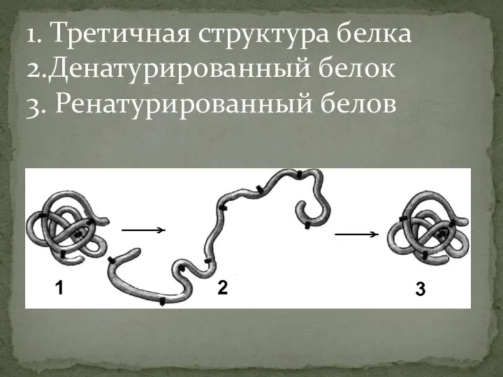 1. Третичная структура белка 2.Денатурированный белок 3. Ренатурированный белов