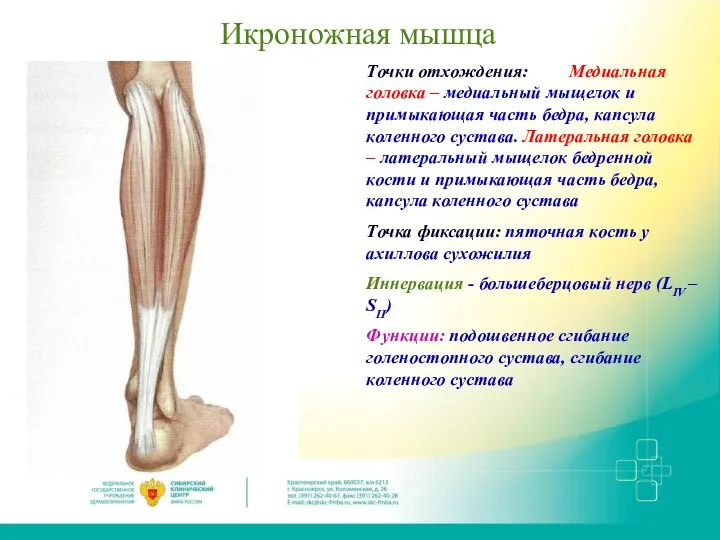 Икроножная мышца Точки отхождения: Медиальная головка – медиальный мыщелок и примыкающая часть