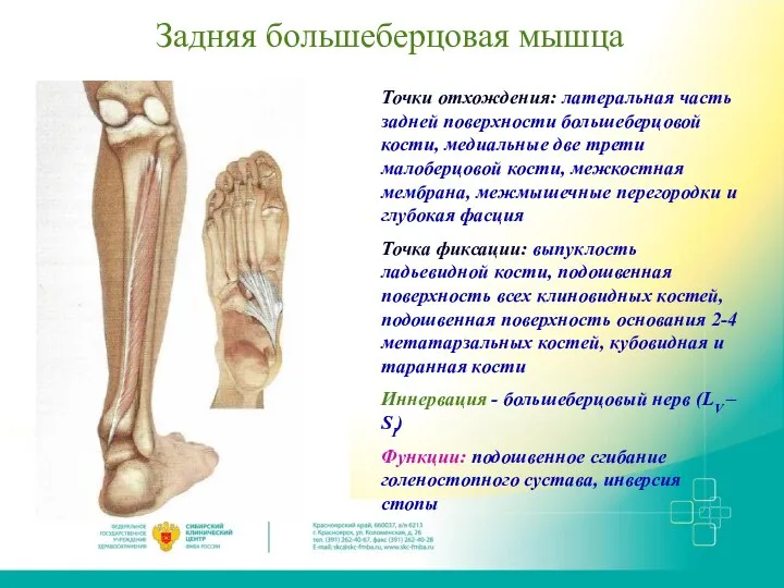 Задняя большеберцовая мышца Точки отхождения: латеральная часть задней поверхности большеберцовой кости, медиальные