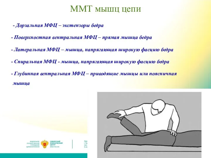 ММТ мышц цепи - Дорзальная МФЦ – экстензоры бедра Поверхностная вентральная МФЦ