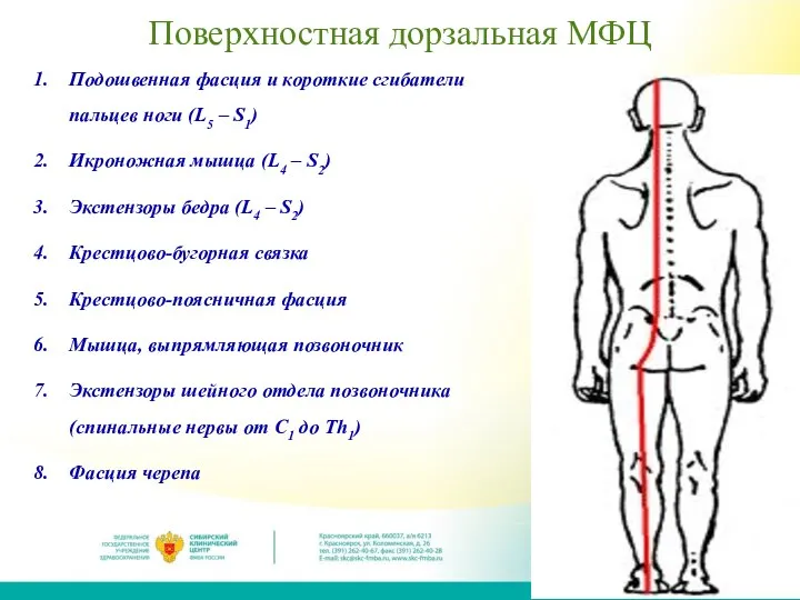 Поверхностная дорзальная МФЦ Подошвенная фасция и короткие сгибатели пальцев ноги (L5 –