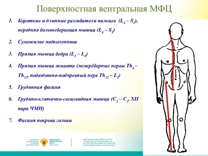 Поверхностная вентральная МФЦ Короткие и длинные разгибатели пальцев (L4 – S1), передняя