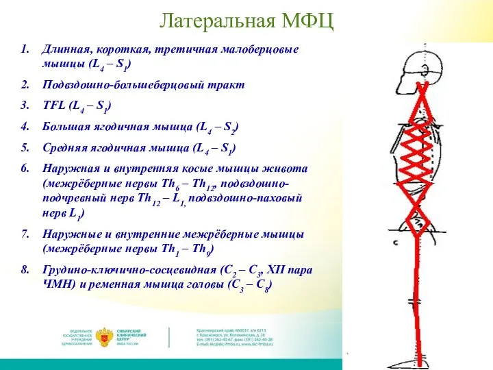 Латеральная МФЦ Длинная, короткая, третичная малоберцовые мышцы (L4 – S1) Подвздошно-большеберцовый тракт