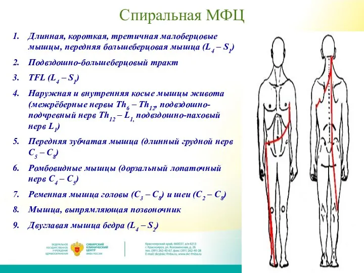 Спиральная МФЦ Длинная, короткая, третичная малоберцовые мышцы, передняя большеберцовая мышца (L4 –