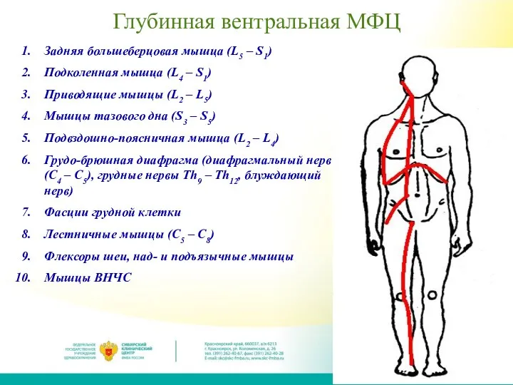 Глубинная вентральная МФЦ Задняя большеберцовая мышца (L5 – S1) Подколенная мышца (L4