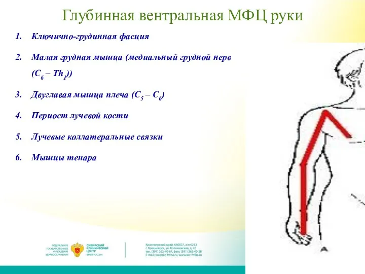 Глубинная вентральная МФЦ руки Ключично-грудинная фасция Малая грудная мышца (медиальный грудной нерв