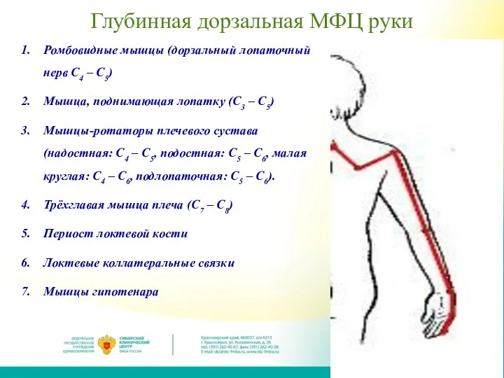 Глубинная дорзальная МФЦ руки Ромбовидные мышцы (дорзальный лопаточный нерв C4 – C5)