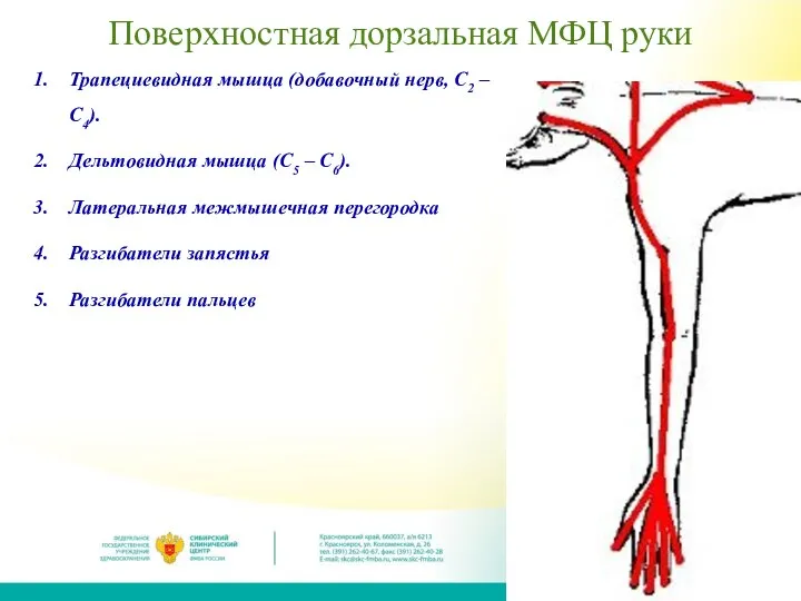 Поверхностная дорзальная МФЦ руки Трапециевидная мышца (добавочный нерв, C2 – C4). Дельтовидная