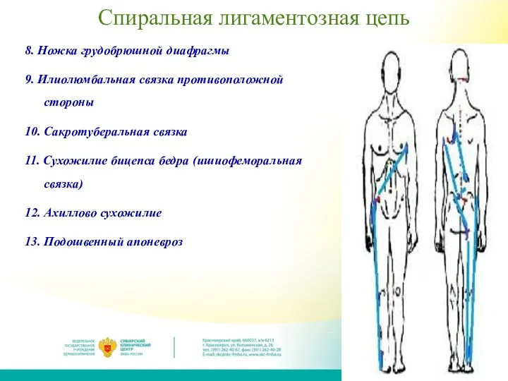 Спиральная лигаментозная цепь 8. Ножка грудобрюшной диафрагмы 9. Илиолюмбальная связка противоположной стороны