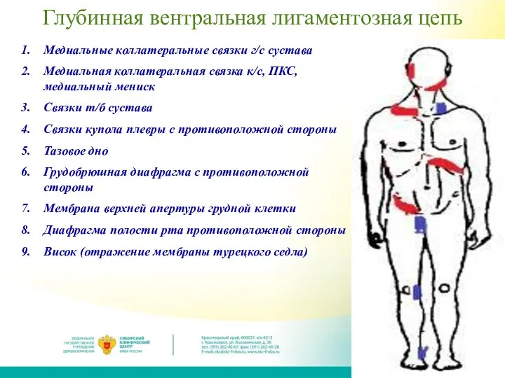 Глубинная вентральная лигаментозная цепь Медиальные коллатеральные связки г/с сустава Медиальная коллатеральная связка