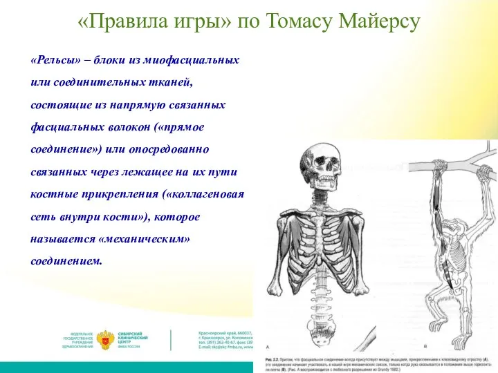 «Правила игры» по Томасу Майерсу «Рельсы» – блоки из миофасциальных или соединительных