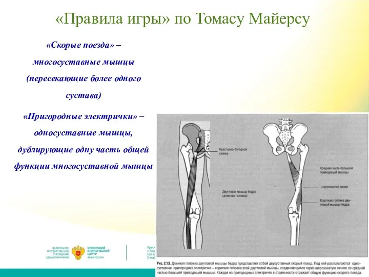 «Правила игры» по Томасу Майерсу «Скорые поезда» – многосуставные мышцы (пересекающие более