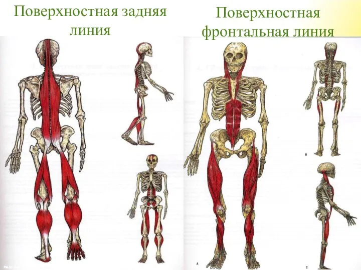 Поверхностная задняя линия Поверхностная фронтальная линия