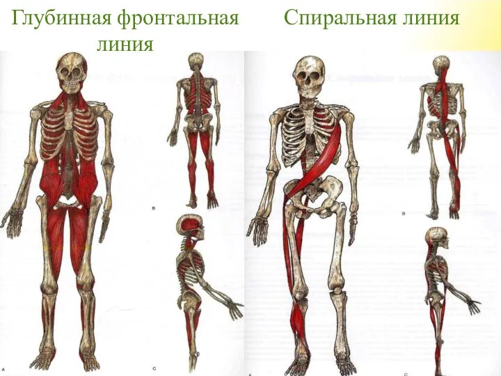 Глубинная фронтальная линия Спиральная линия