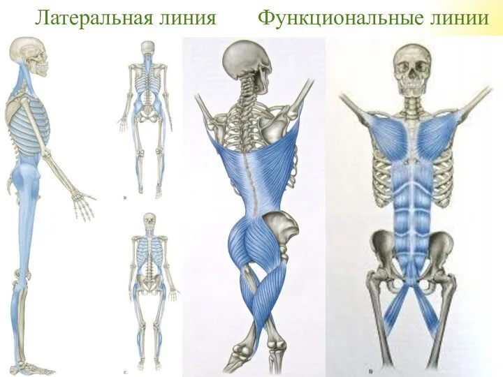 Латеральная линия Функциональные линии