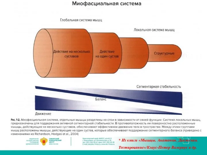 * Из книги «Мышцы. Анатомия. Движения. Тестирование»/Клаус-Петер Валериус и др.