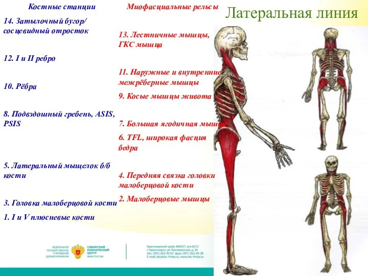 Латеральная линия Костные станции 14. Затылочный бугор/ сосцевидный отросток 12. I и