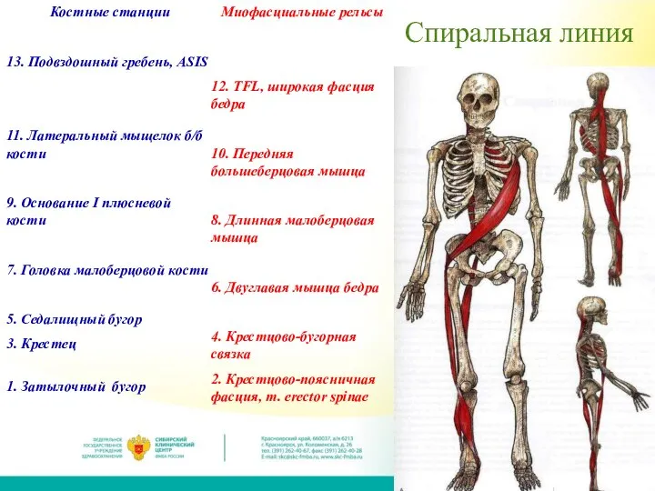 Спиральная линия Костные станции 13. Подвздошный гребень, ASIS 11. Латеральный мыщелок б/б