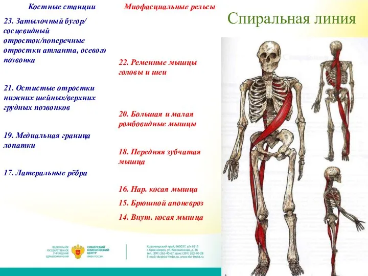 Спиральная линия Костные станции 23. Затылочный бугор/ сосцевидный отросток/поперечные отростки атланта, осевого