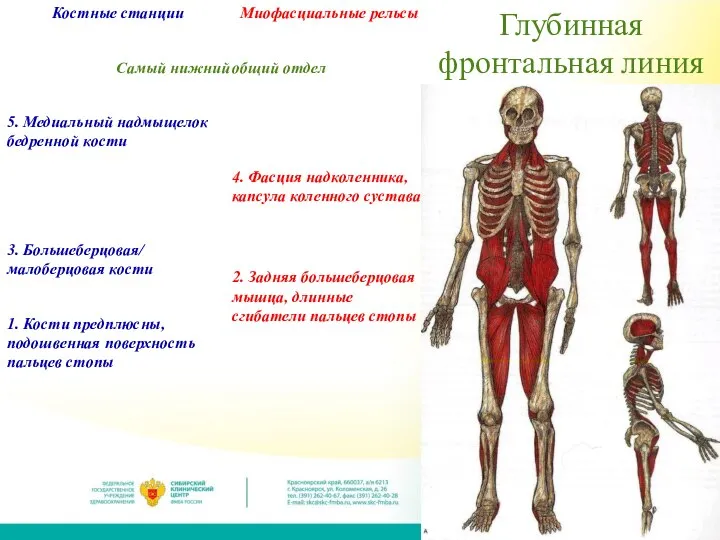 Глубинная фронтальная линия Костные станции Самый нижний 5. Медиальный надмыщелок бедренной кости