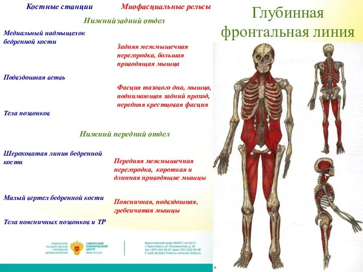 Глубинная фронтальная линия Костные станции Нижний Медиальный надмыщелок бедренной кости Подвздошная ветвь