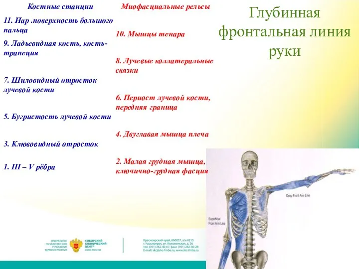 Глубинная фронтальная линия руки Костные станции 11. Нар .поверхность большого пальца 9.