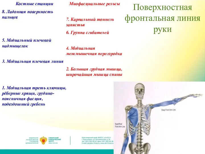 Поверхностная фронтальная линия руки Костные станции 8. Ладонная поверхность пальцев 5. Медиальный