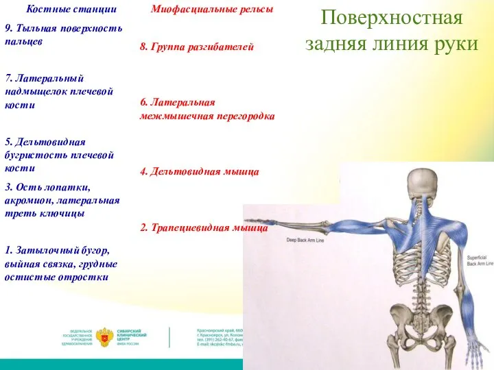 Поверхностная задняя линия руки Костные станции 9. Тыльная поверхность пальцев 7. Латеральный