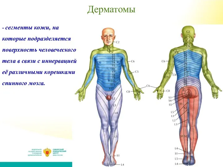 Дерматомы - сегменты кожи, на которые подразделяется поверхность человеческого тела в связи