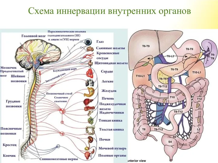 Схема иннервации внутренних органов