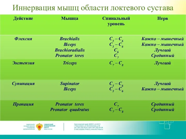 Иннервация мышц области локтевого сустава