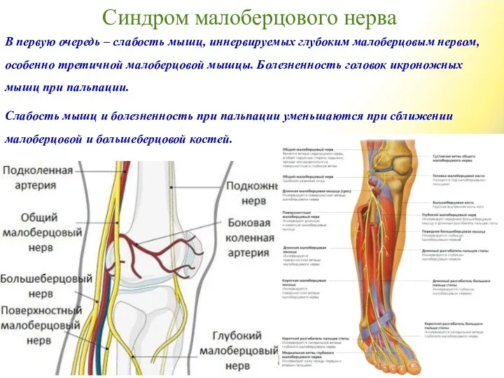 Синдром малоберцового нерва В первую очередь – слабость мышц, иннервируемых глубоким малоберцовым