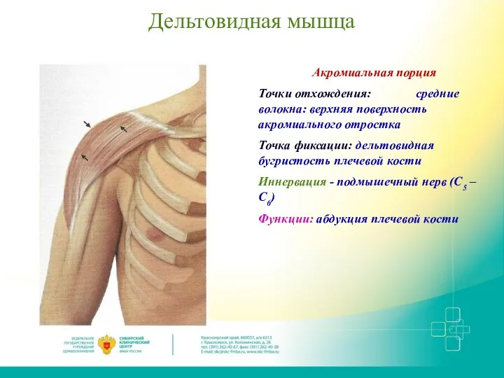 Дельтовидная мышца Акромиальная порция Точки отхождения: средние волокна: верхняя поверхность акромиального отростка