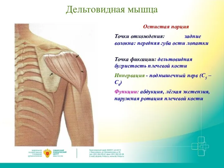 Дельтовидная мышца Остистая порция Точки отхождения: задние волокна: передняя губа ости лопатки