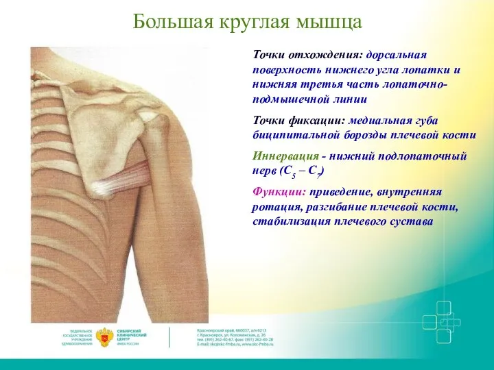 Большая круглая мышца Точки отхождения: дорсальная поверхность нижнего угла лопатки и нижняя