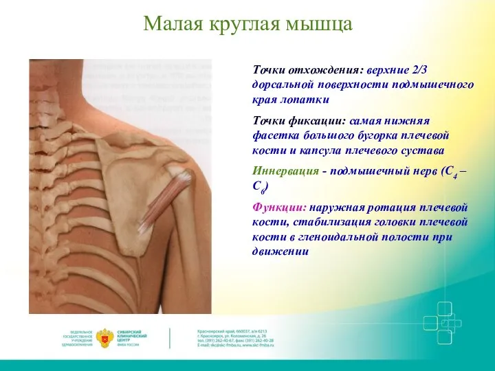 Малая круглая мышца Точки отхождения: верхние 2/3 дорсальной поверхности подмышечного края лопатки