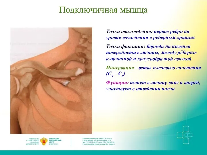 Подключичная мышца Точки отхождения: первое ребро на уровне сочленения с рёберным хрящом