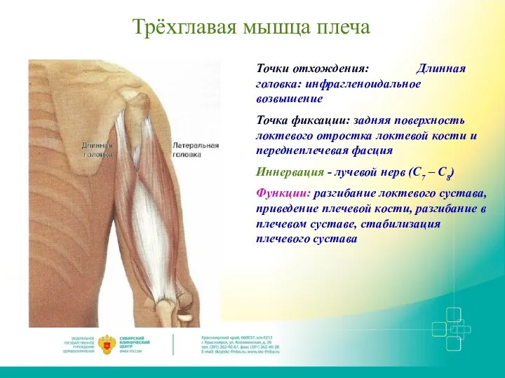 Трёхглавая мышца плеча Точки отхождения: Длинная головка: инфрагленоидальное возвышение Точка фиксации: задняя