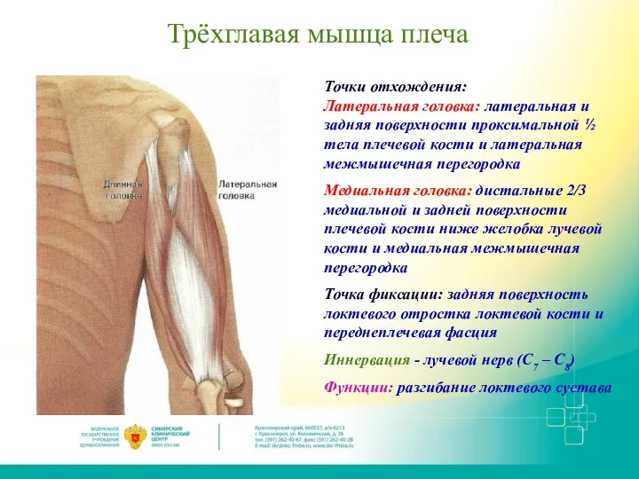 Трёхглавая мышца плеча Точки отхождения: Латеральная головка: латеральная и задняя поверхности проксимальной