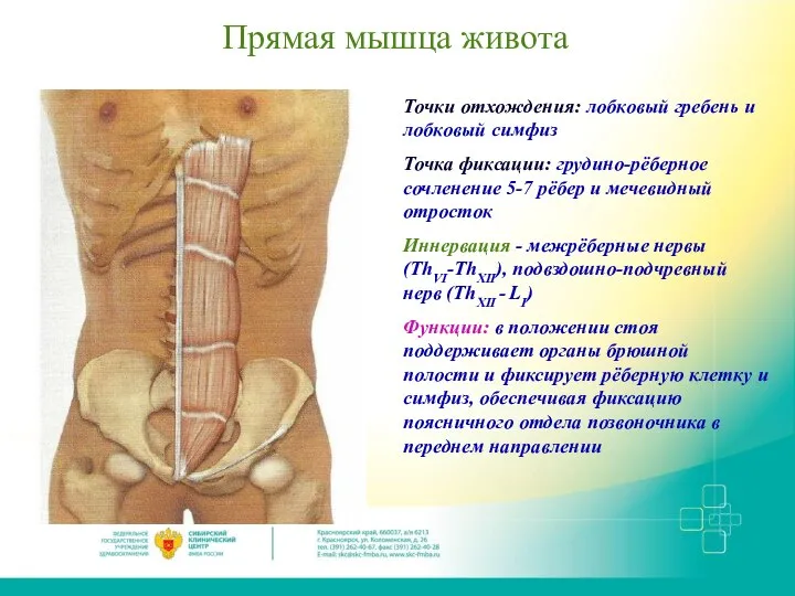 Прямая мышца живота Точки отхождения: лобковый гребень и лобковый симфиз Точка фиксации: