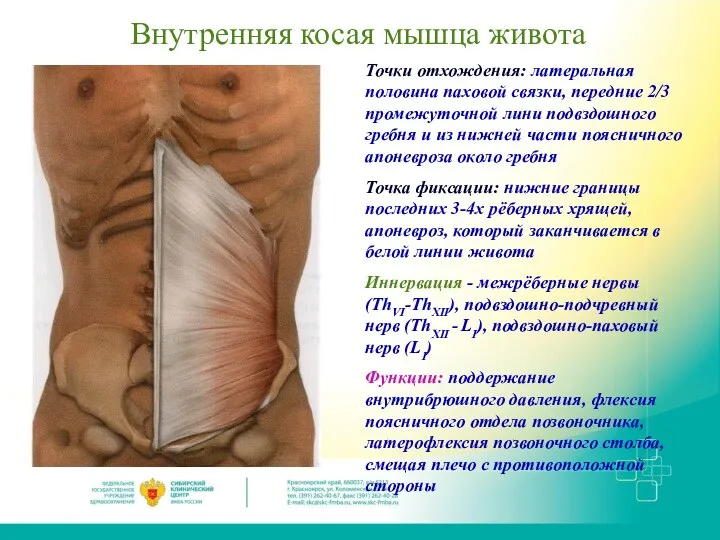 Внутренняя косая мышца живота Точки отхождения: латеральная половина паховой связки, передние 2/3