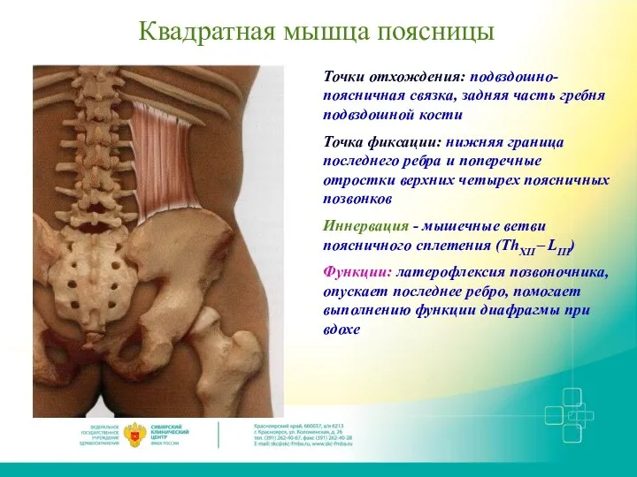 Квадратная мышца поясницы Точки отхождения: подвздошно-поясничная связка, задняя часть гребня подвздошной кости
