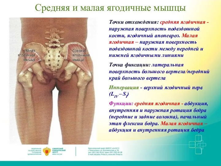 Средняя и малая ягодичные мышцы Точки отхождения: средняя ягодичная - наружная поверхность