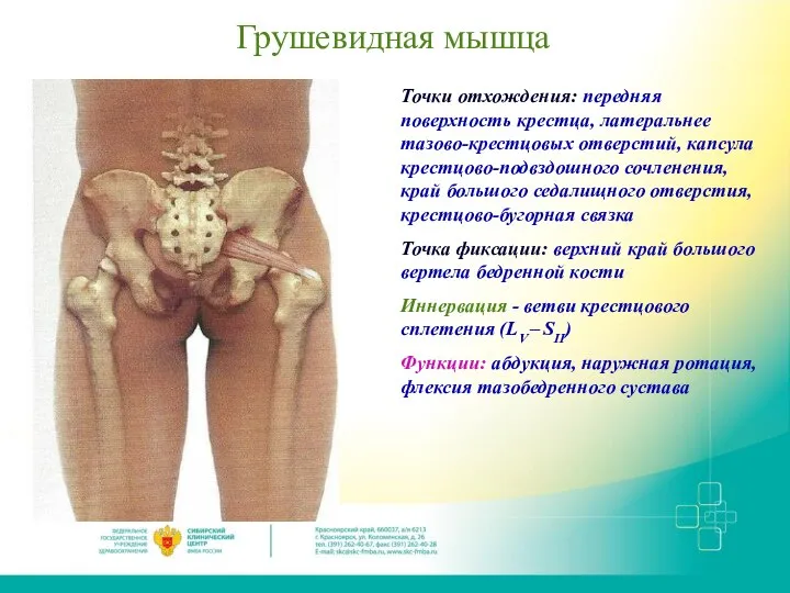 Грушевидная мышца Точки отхождения: передняя поверхность крестца, латеральнее тазово-крестцовых отверстий, капсула крестцово-подвздошного