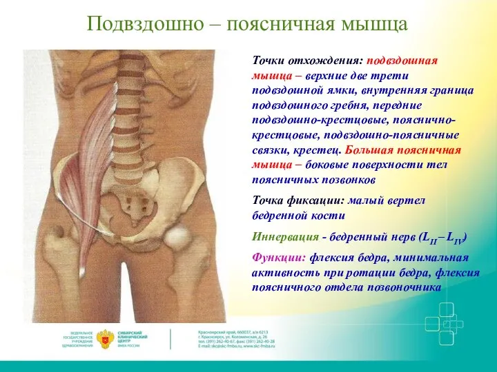 Подвздошно – поясничная мышца Точки отхождения: подвздошная мышца – верхние две трети