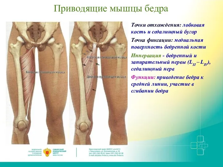 Приводящие мышцы бедра Точки отхождения: лобковая кость и седалищный бугор Точка фиксации: