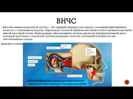 ВНЧС Висо́чно-нижнечелюстно́й суста́в— это парный диартроз на черепе, соединяющий нижнюю челюсть с